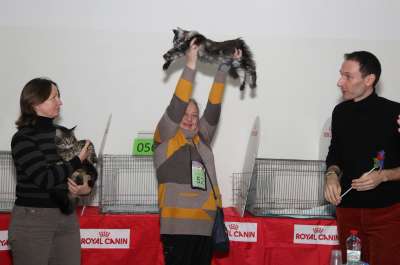Выставка кошек 'Осенний Кэт-Салон' 30 ноября-1 декабря 2013., монопородные шоу 2481
